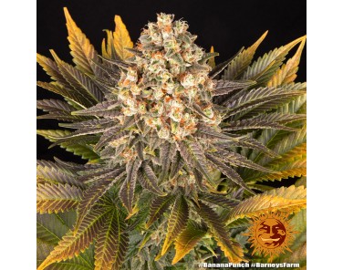 Barney's Farm Banana Punch