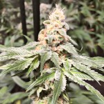 Barney's Farm Biscotti 