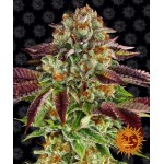 Barney's Farm Biscotti Mintz