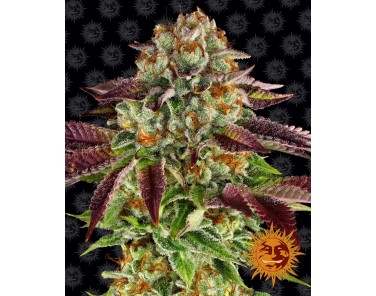 Barney's Farm Biscotti Mintz