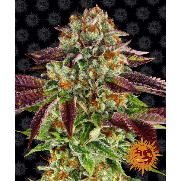 Barney's Farm Biscotti Mintz