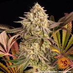 Barney's Farm Blue Sunset Sherbert