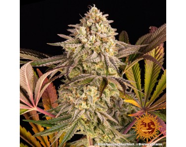 Barney's Farm Blue Sunset Sherbert