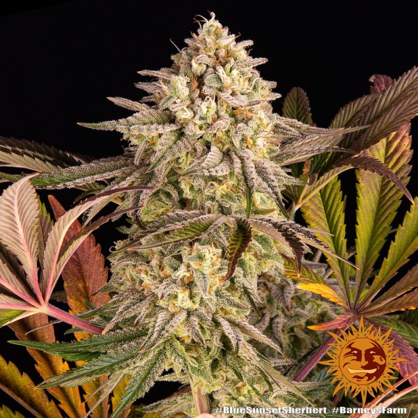 Barney's Farm Blue Sunset Sherbert