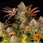 Barney's Farm Blue Sunset Sherbert