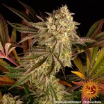 Barney's Farm Blue Sunset Sherbert