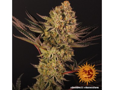 Barney's Farm Dos Si Dos 33