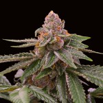 Barney's Farm Gelato 