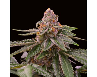 Barney's Farm Gelato 