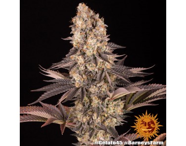 Barney's Farm Gelato #45