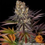 Barney's Farm Gelato #45