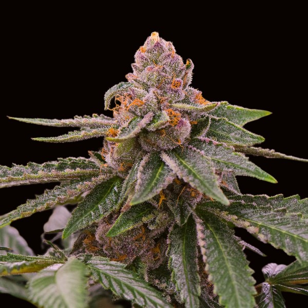 Barney's Farm Gelato 