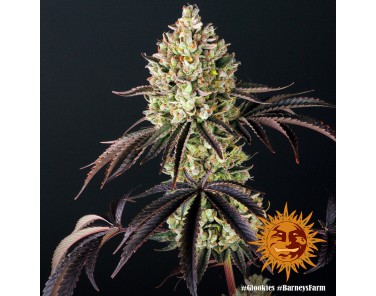 Barney's Farm Glookies