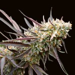 Barney's Farm Ice Cream Cake