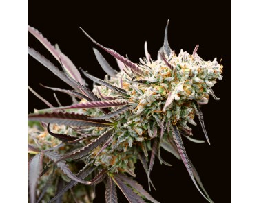 Barney's Farm Ice Cream Cake