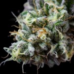 Barney's Farm Ice Cream Cake