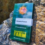 Barney's Farm Banana Punch