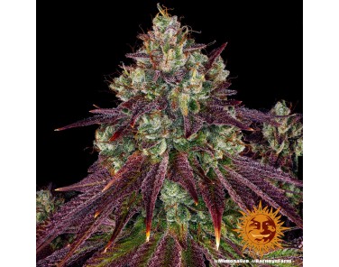 Barney's Farm Mimosa EVO