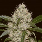 Barney's Farm OG Kush