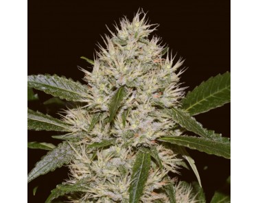 Barney's Farm OG Kush