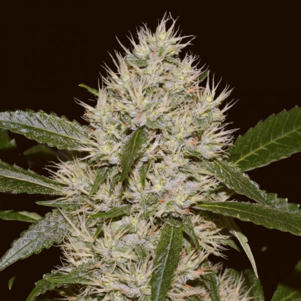 Barney's Farm OG Kush