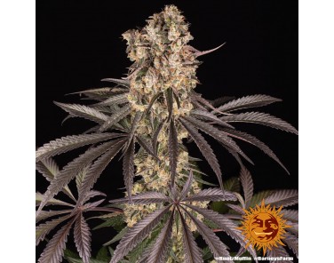 Barney's Farm Runtz Muffin