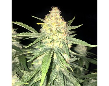 Dutch Bulk Gelato auto