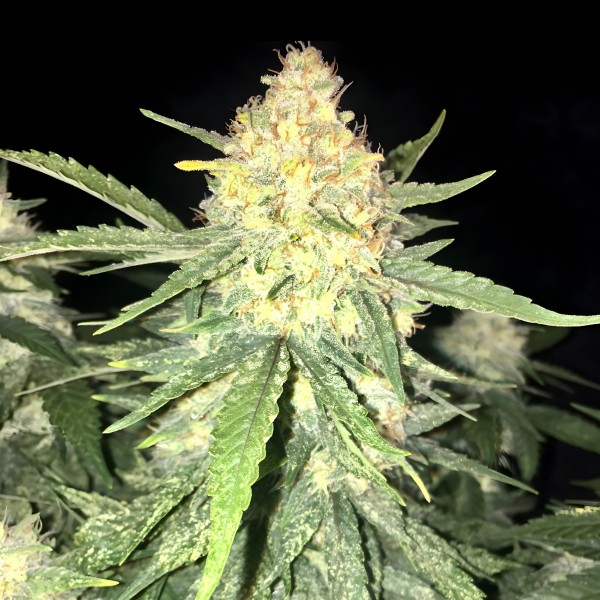 Dutch Bulk Gelato auto