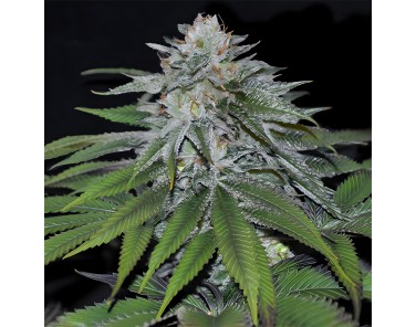 Dutch Bulk Gorilla Glue auto