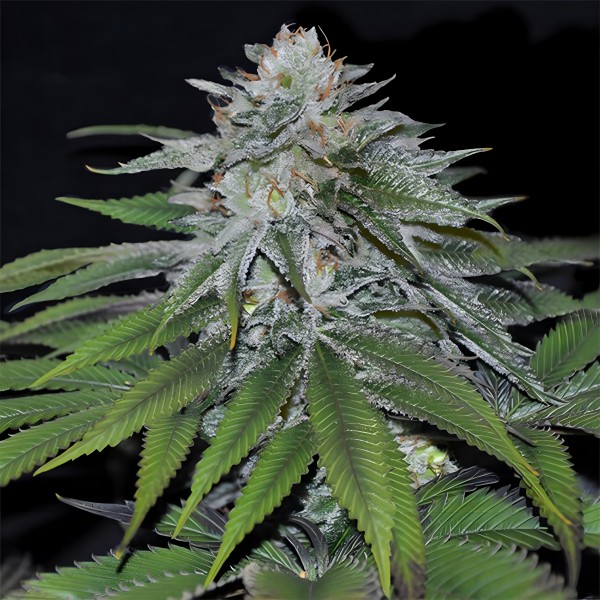 Dutch Bulk Gorilla Glue auto