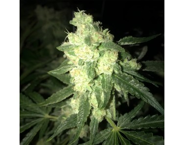 Dutch Bulk Lsd auto