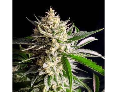 Dutch Bulk Runtz auto