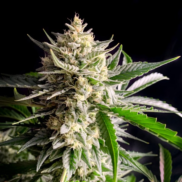 Dutch Bulk Runtz auto