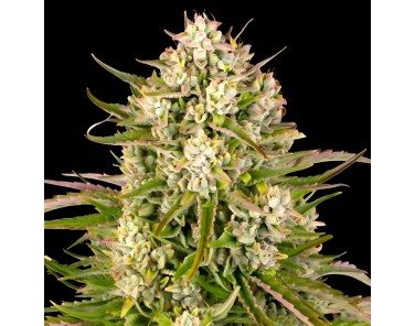 Dutch Bulk Wedding cake auto