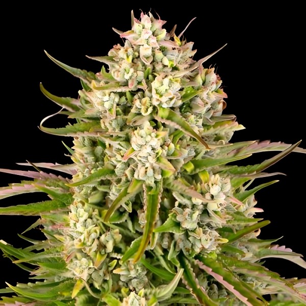 Dutch Bulk Wedding cake auto