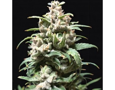 Dutch Bulk Zkittlez auto