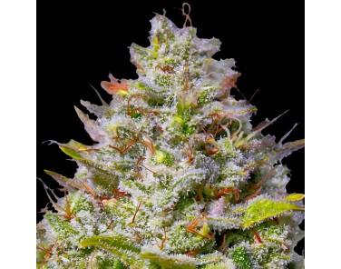 Dutch Bulk Gelato fem