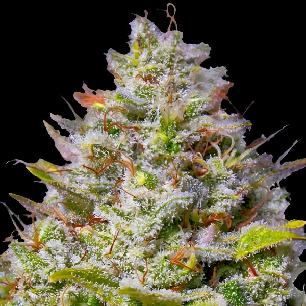 Dutch Bulk Gelato fem