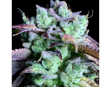 Dutch Bulk Gorilla Glue fem