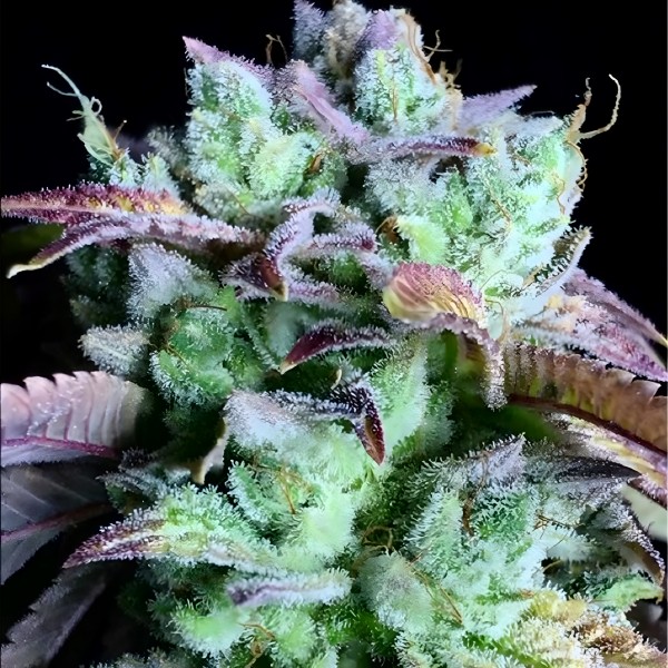 Dutch Bulk Gorilla Glue fem