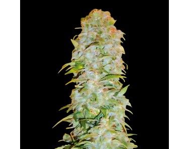 Victory Seeds Auto AK-77V