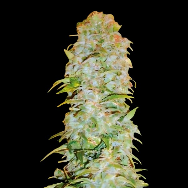 Victory Seeds Auto AK-77V