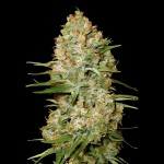 Victory Seeds Auto Amnesium