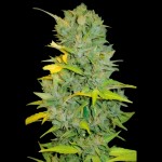 Victory Seeds Auto Biggest Bud