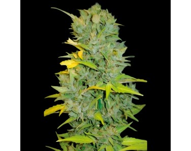 Victory Seeds Auto Biggest Bud