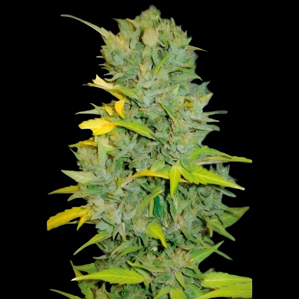 Victory Seeds Auto Biggest Bud