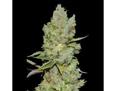 Victory Seeds Auto Critical