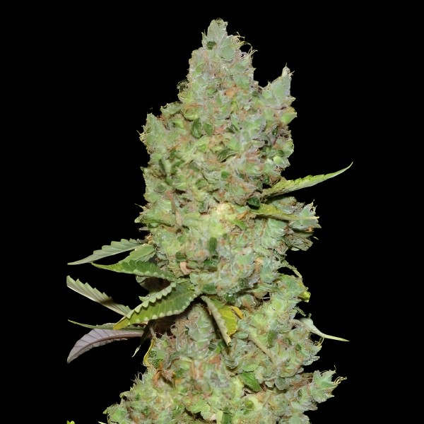 Victory Seeds Auto Critical