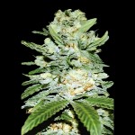 Victory Seeds Auto Jack Hammer