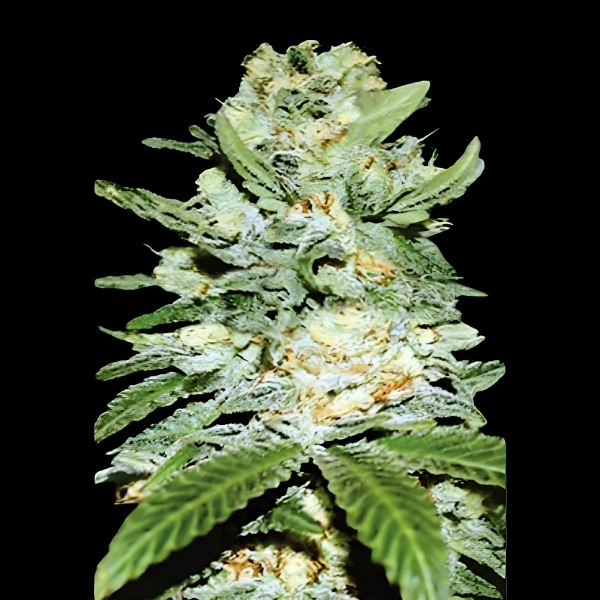 Victory Seeds Auto Jack Hammer
